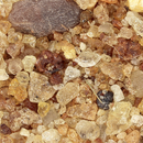 Encens en grains 1kg - Les Bougies de France